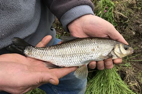Dace .
